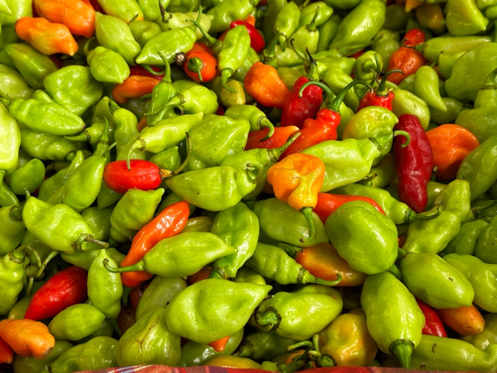 Spicy peppers Martinique