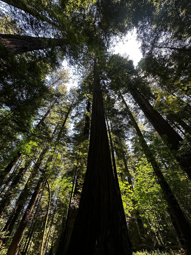 Avenue of the Giants