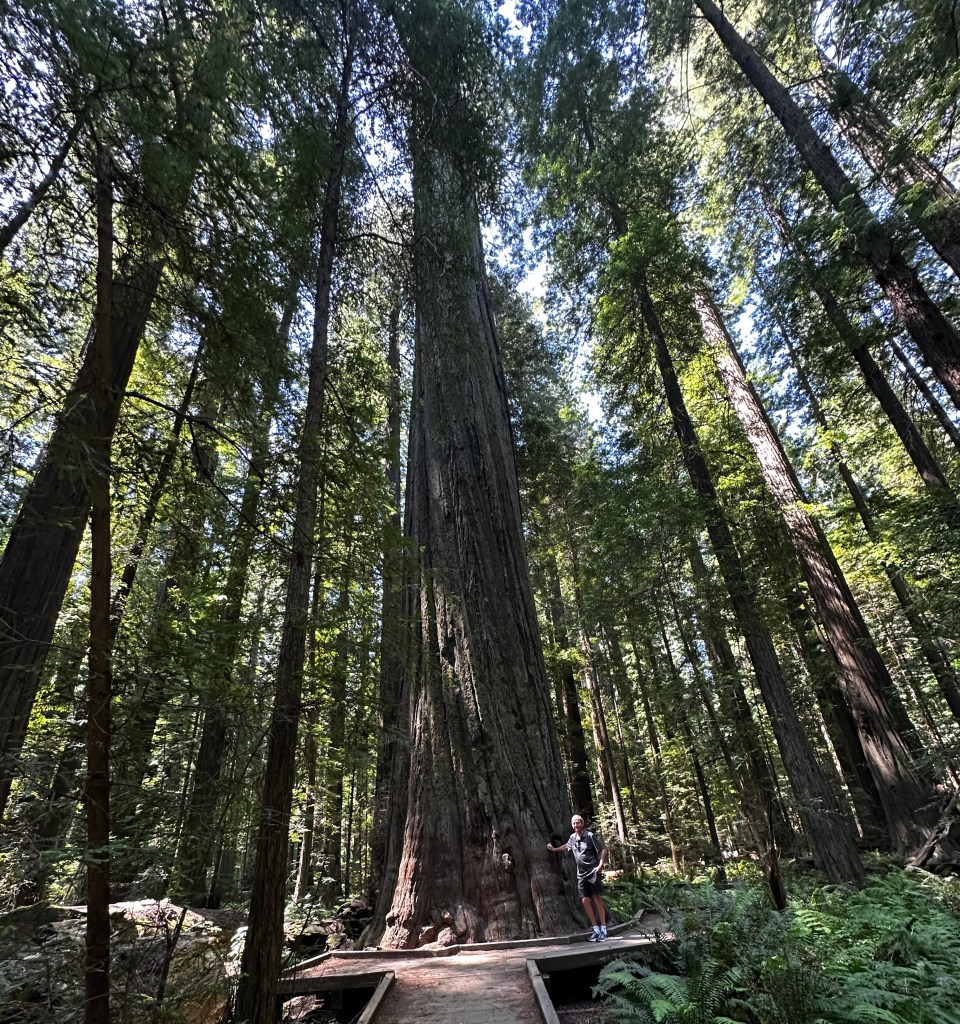 Avenue of the Giants