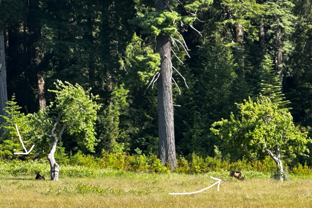 Elk Prairie Redwoods