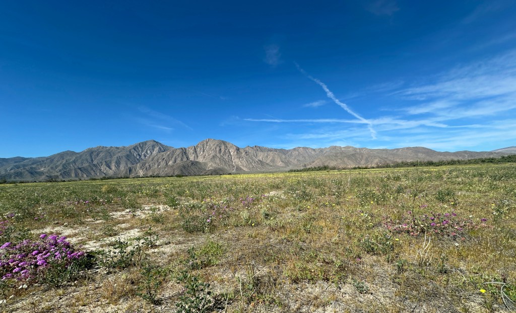 Desert Bloom in Borrego Springs