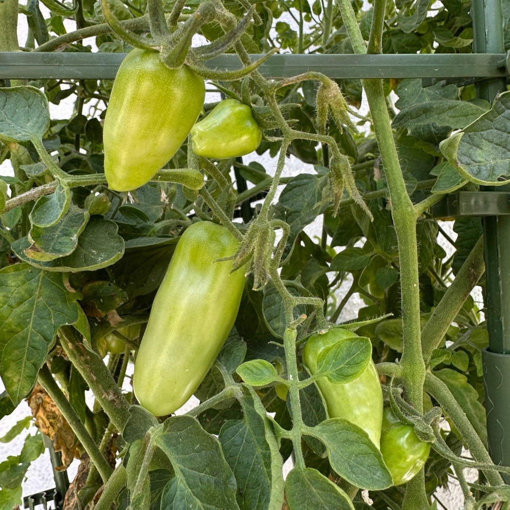 San Marzano tomatoes